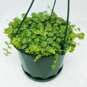 String of Turtles Trailing Succulent 3'' Pot - Unique Houseplant