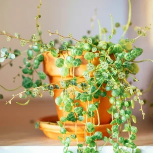 String of Turtles Trailing Succulent 3'' Pot - Unique Houseplant