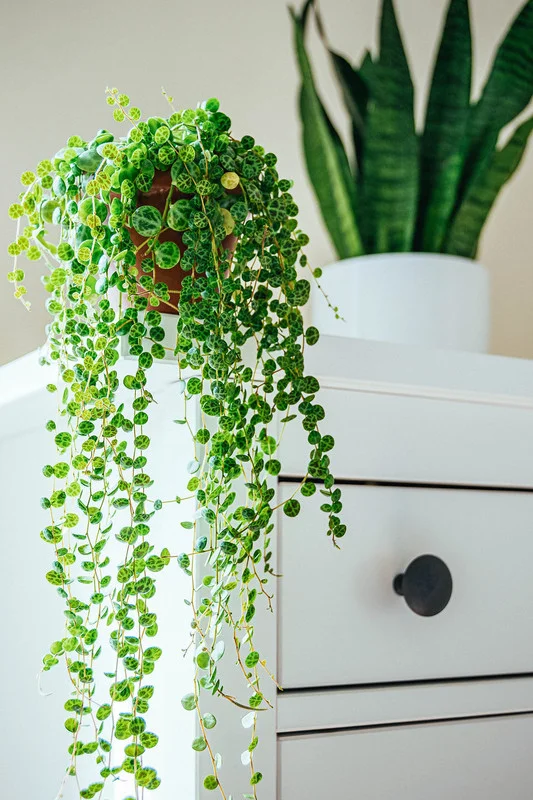 String of Turtles Succulent Plant 4'' Pot Trailing Indoor