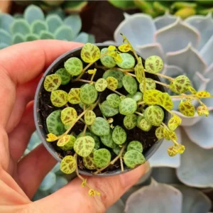 String of Turtles Succulent Plant 4'' Pot Trailing Indoor