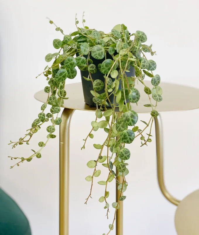 String of Turtles Plant Trailing Succulent 5 inch Pot Indoor