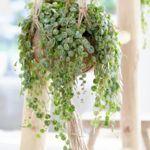 String of Turtles Plant Trailing Succulent 5 inch Pot Indoor