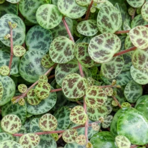 String of Turtles Plant Trailing Succulent 5 inch Pot Indoor