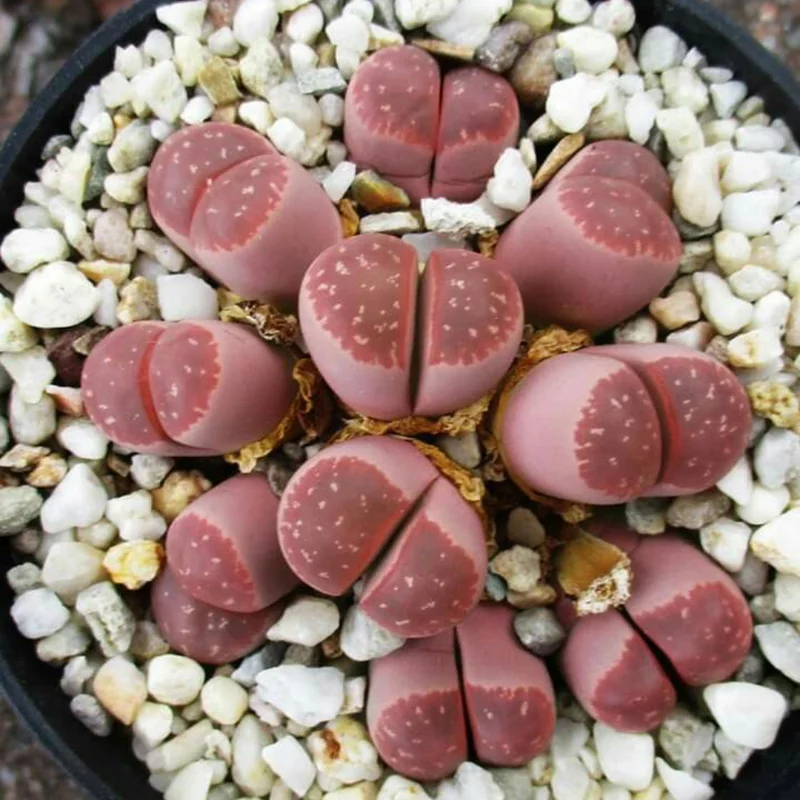 Lithops Living Stones Mix - 10 Pebble Plants 0.3-0.7 inch - Unique Succulent Collection