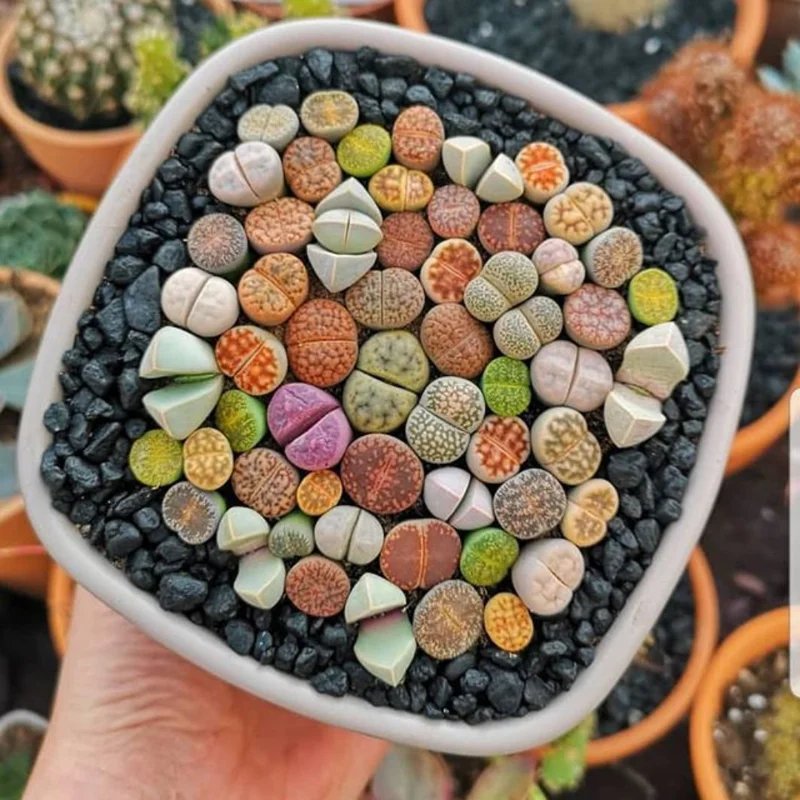 Lithops Living Stones Mix - 10 Pebble Plants 0.3-0.7 inch - Unique Succulent Collection