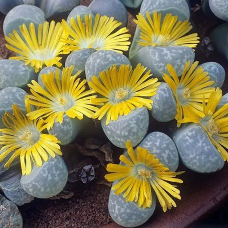 Lithops Living Stones Mix - 10 Pebble Plants 0.3-0.7 inch - Unique Succulent Collection