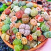 20 Lithops Plants Living Stones Mix, Pebble Succulents 0.3-0.7 inch