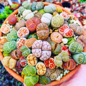 20 Lithops Plants Living Stones Mix, Pebble Succulents 0.3-0.7 inch