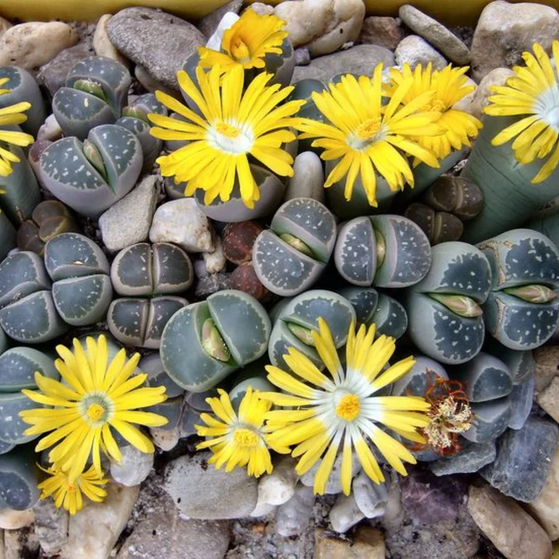 20 Lithops Plants Living Stones Mix, Pebble Succulents 0.3-0.7 inch