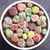 30 Lithops Plants Living Stones Pebble Plants 0.3-0.7 inch Assorted