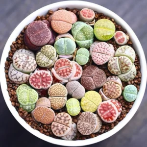 30 Lithops Plants Living Stones Pebble Plants 0.3-0.7 inch Assorted