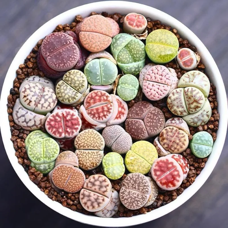 30 Lithops Plants Living Stones Pebble Plants 0.3-0.7 inch Assorted