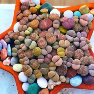 30 Lithops Plants Living Stones Pebble Plants 0.3-0.7 inch Assorted