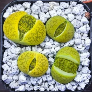 30 Lithops Plants Living Stones Pebble Plants 0.3-0.7 inch Assorted