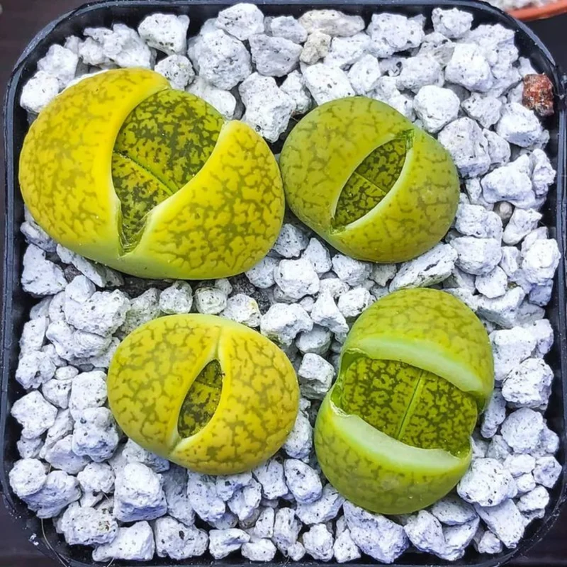 30 Lithops Plants Living Stones Pebble Plants 0.3-0.7 inch Assorted