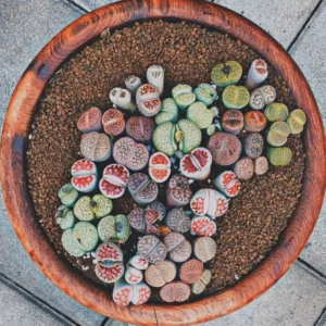 30 Lithops Plants Living Stones Pebble Plants 0.3-0.7 inch Assorted