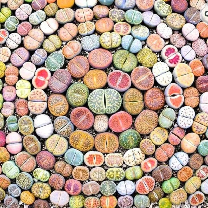 Lithops Plants - 50 Living Stones Pebble Plants 0.3 to 0.7 Inch Assorted