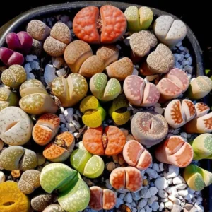 Lithops Plants - 50 Living Stones Pebble Plants 0.3 to 0.7 Inch Assorted