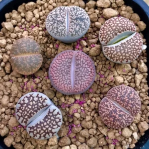 Lithops Plants - 50 Living Stones Pebble Plants 0.3 to 0.7 Inch Assorted