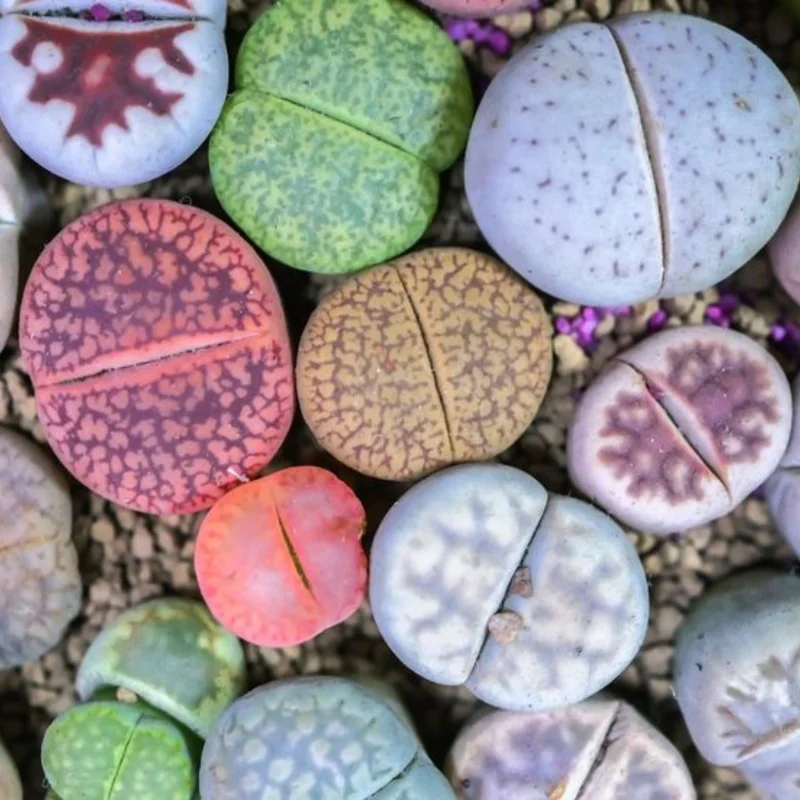 Lithops Plants - 50 Living Stones Pebble Plants 0.3 to 0.7 Inch Assorted