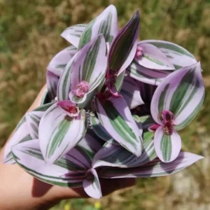 Pink Wandering Jew Tradescantia Nanouk Rare Houseplant 2'' Pot