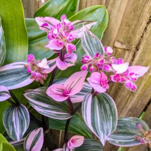 Pink Wandering Jew Tradescantia Nanouk Rare Houseplant 2'' Pot