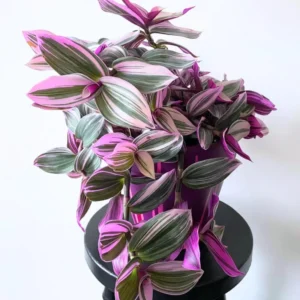 Pink Wandering Jew Tradescantia Nanouk Rare Houseplant 2'' Pot