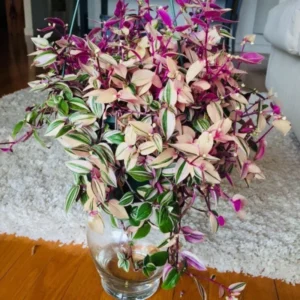 Pink Wandering Jew Tradescantia Nanouk Rare Houseplant 2'' Pot