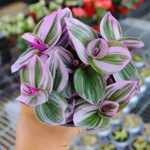 Pink Wandering Jew Tradescantia Nanouk Rare Houseplant 4'' Pot Colorful Foliage