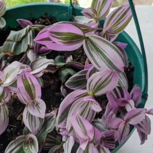 Pink Wandering Jew Tradescantia Nanouk Rare Houseplant 4'' Pot Colorful Foliage
