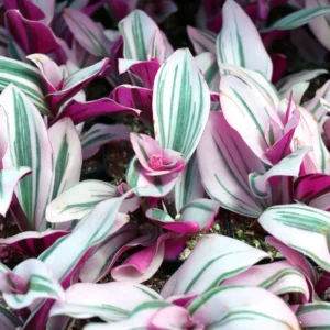Pink Wandering Jew Tradescantia Nanouk Rare Houseplant 4'' Pot Colorful Foliage