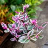Pink Wandering Jew Tradescantia Nanouk Houseplant 6'' Pot Rare