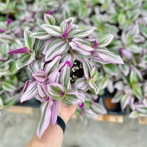 Pink Wandering Jew Tradescantia Nanouk Houseplant 6'' Pot Rare