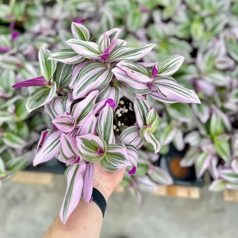 Pink Wandering Jew Tradescantia Nanouk Houseplant 6'' Pot Rare