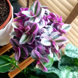 Pink Wandering Jew Tradescantia Nanouk Houseplant 6'' Pot Rare