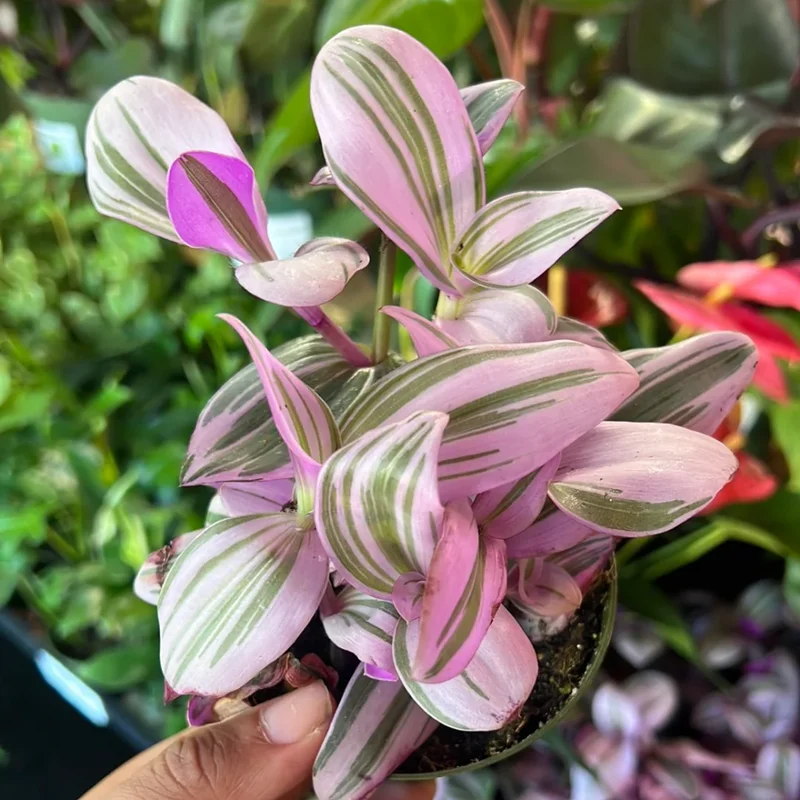 Pink Wandering Jew Tradescantia Nanouk Houseplant 6'' Pot Rare