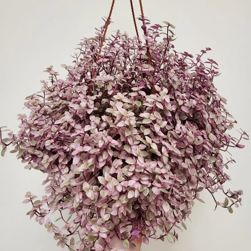 Callisia Repens Pink Lady Plant 2'' Pot Pink Tradescantia