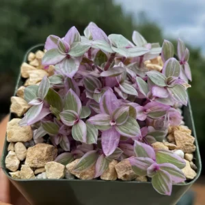 Callisia Repens Pink Lady Plant 2'' Pot Pink Tradescantia