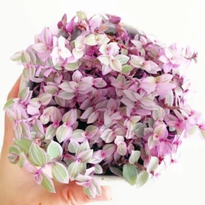 Callisia Repens Pink Lady Plant 2'' Pot Pink Tradescantia