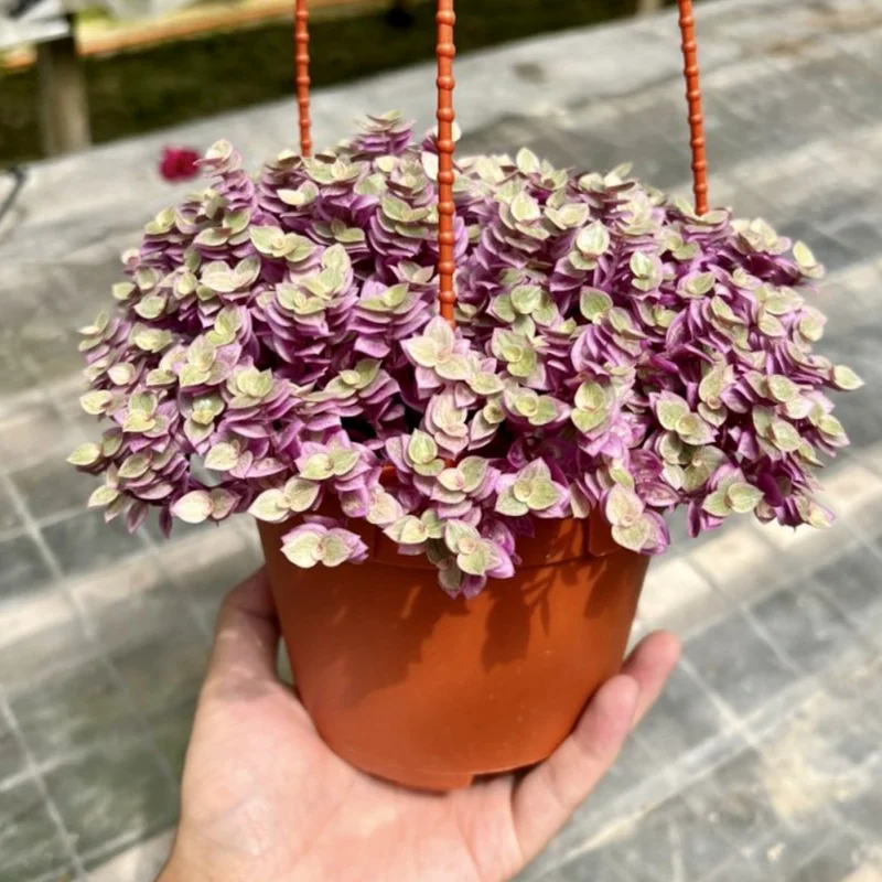 Callisia Repens Pink Lady Plant 2'' Pot Pink Tradescantia