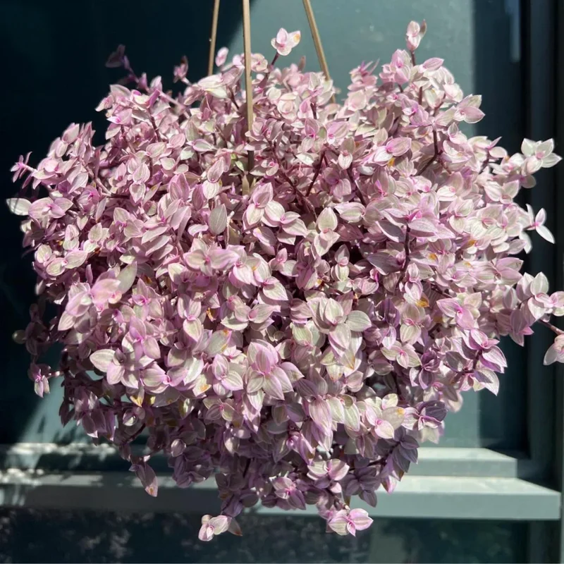 Callisia Repens Pink Lady Plant 2'' Pot Pink Tradescantia