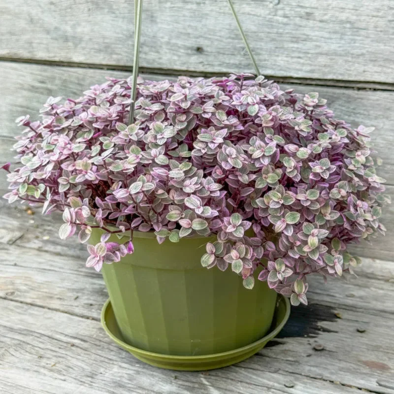 Callisia Repens Pink Lady Plant 4'' Pot Pink Tradescantia Indoor Houseplant