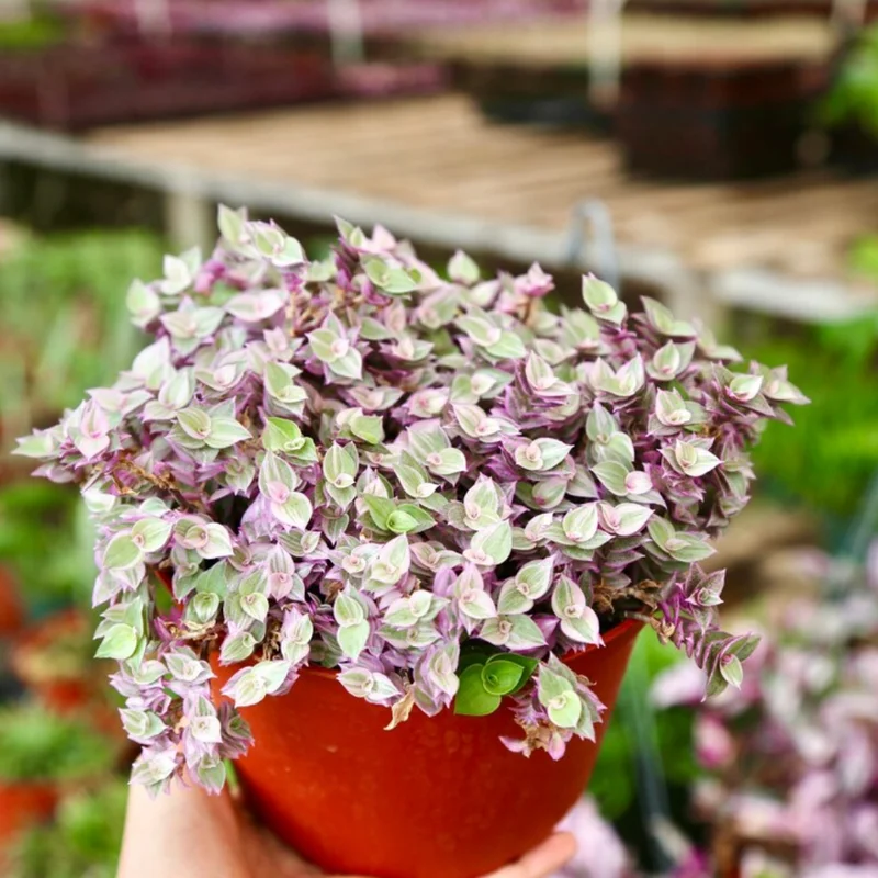 Callisia Repens Pink Lady Plant 4'' Pot Pink Tradescantia Indoor Houseplant