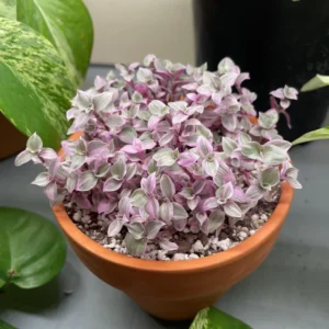 Callisia Repens Pink Lady Plant 4'' Pot Pink Tradescantia Indoor Houseplant