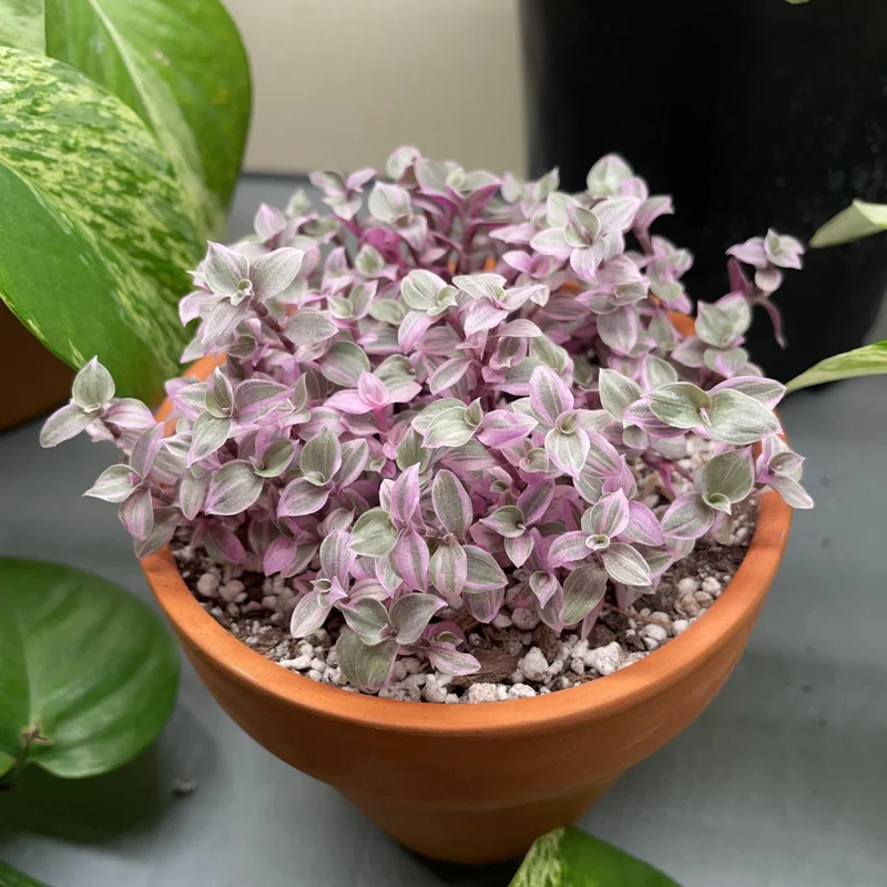Callisia Repens Pink Lady Plant 4'' Pot Pink Tradescantia Indoor Houseplant