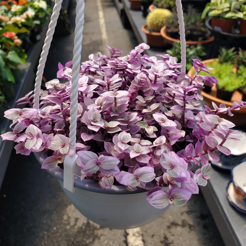 Callisia Repens Pink Lady Plant 4'' Pot Pink Tradescantia Indoor Houseplant