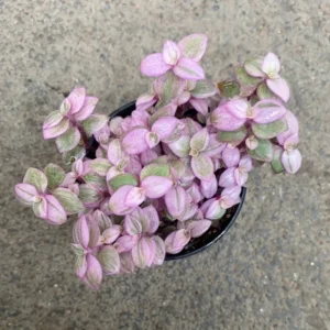 Callisia Repens Pink Lady Plant 6'' Pot Pink Tradescantia Indoor