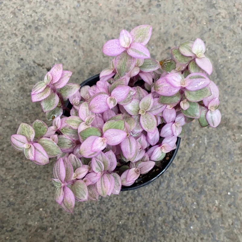 Callisia Repens Pink Lady Plant 6'' Pot Pink Tradescantia Indoor