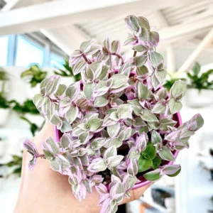 Callisia Repens Pink Lady Plant 6'' Pot Pink Tradescantia Indoor