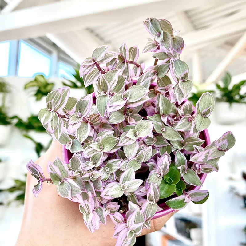 Callisia Repens Pink Lady Plant 6'' Pot Pink Tradescantia Indoor